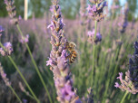 erboristeria1