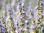 erboristeria1