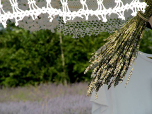 erboristeria1